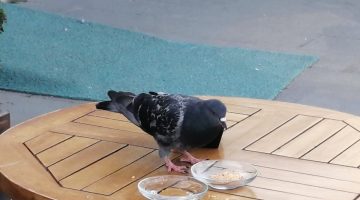 Aç kalan güvercin esnafa sığındı