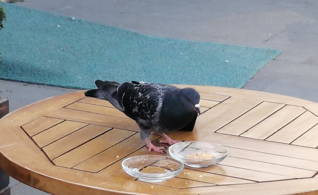Aç kalan güvercin esnafa sığındı